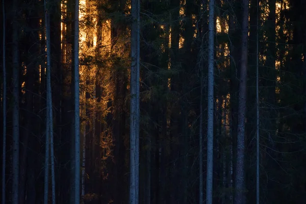 Selektive Fokussierung Foto Sonnenuntergang Wald — Stockfoto