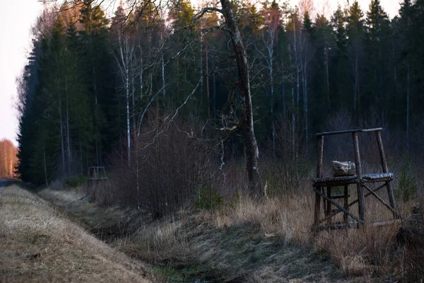 Selektive Fokussierung Foto Sonnenuntergang Wald — Stockfoto