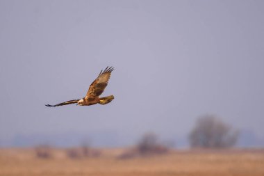 Seçici odak fotoğrafı. Bataklık harrier kuşu.
