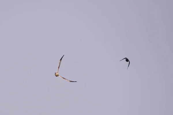 Selektive Fokussierung Foto Grauer Krähenvogel Fliegt Neben Rohrweihe — Stockfoto