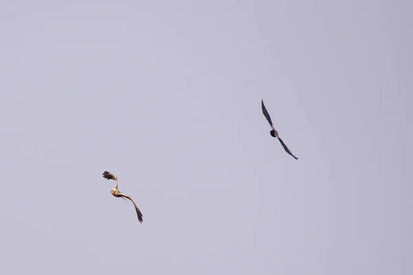 Photo Mise Point Sélective Oiseau Corbeau Gris Volant Côté Oiseau — Photo