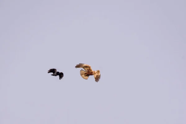 Selective Focus Photo Grey Crow Bird Flying Next Marsh Harrier Royalty Free Stock Images