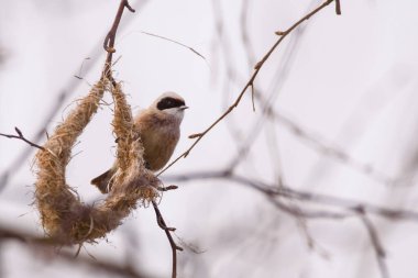 Selective focus photo. Penduline tit bird, Remiz pendulinus.