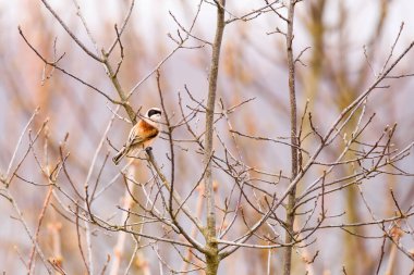 Selective focus photo. Penduline tit bird, Remiz pendulinus.