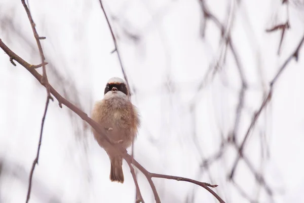 Selective Focus Photo Penduline Tit Bird Remiz Pendulinus — Foto Stock