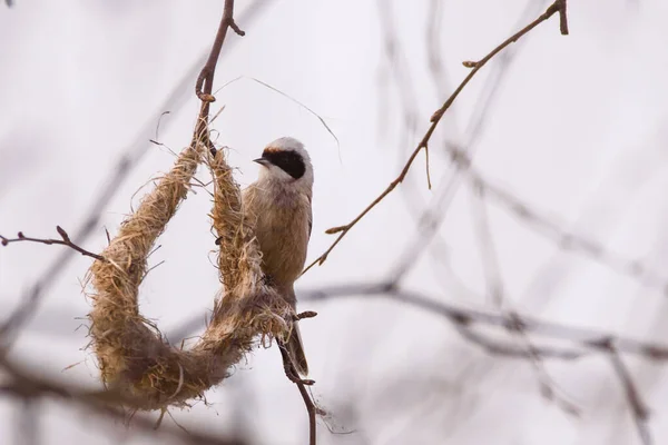 Selective Focus Photo Penduline Tit Bird Remiz Pendulinus — стоковое фото