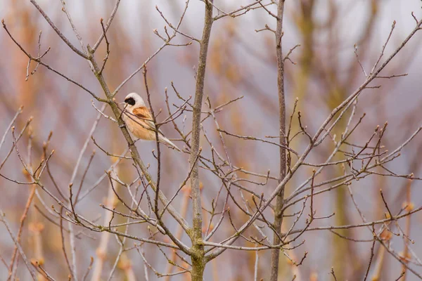 Selective Focus Photo Penduline Tit Bird Remiz Pendulinus — 图库照片