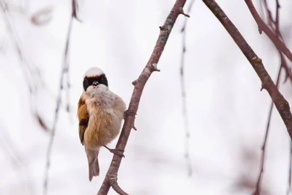 Selective Focus Photo Penduline Tit Bird Remiz Pendulinus — Stockfoto