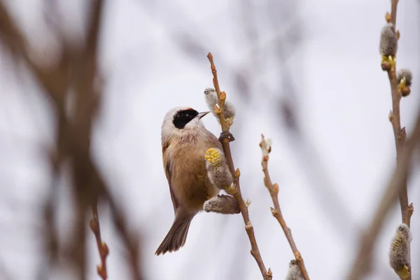 Selective Focus Photo Penduline Tit Bird Remiz Pendulinus — Stockfoto