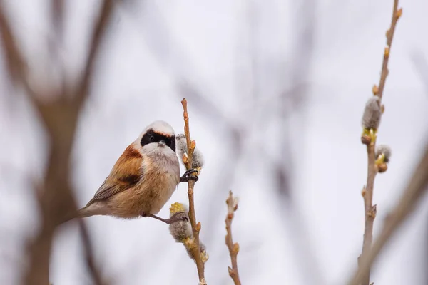 Selective Focus Photo Penduline Tit Bird Remiz Pendulinus — Stock Fotó