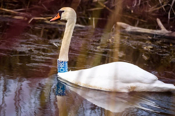 Selective Focus Photo Mute Swan Bird Cygnus Olor Lake — Stockfoto