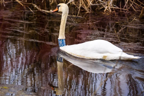 Selective Focus Photo Mute Swan Bird Cygnus Olor Lake — Stockfoto