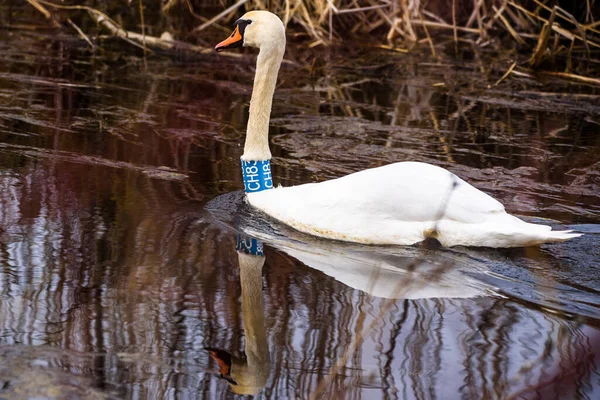 Selective Focus Photo Mute Swan Bird Cygnus Olor Lake — Stockfoto