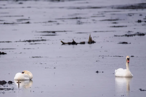 Selective Focus Photo Mute Swan Bird Cygnus Olor Lake — ストック写真