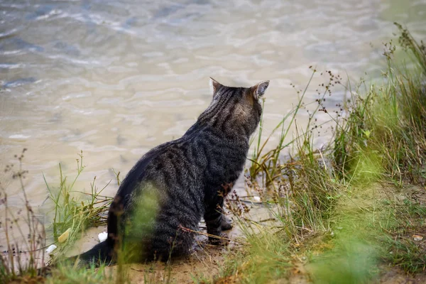 Selective Focus Photo Cat Coast Pond — 图库照片