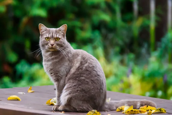 Foto Foco Seletivo Gato Cinza Mesa Jardim — Fotografia de Stock