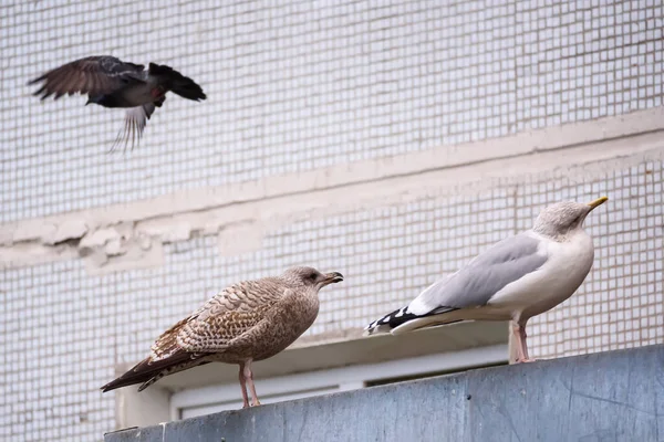 Seçici Odak Fotoğrafı Çatıda Martı Kuşları — Stok fotoğraf
