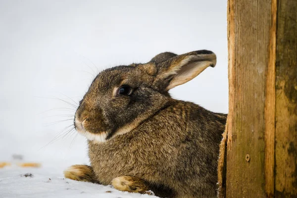 Selective Focus Photo Brown Rabbit Snow — Zdjęcie stockowe