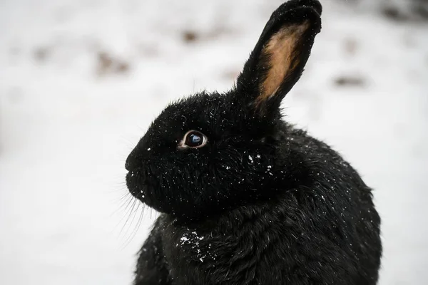 Foto Enfoque Selectivo Conejo Negro Nieve — Foto de Stock