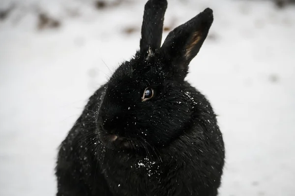 Selective Focus Photo Black Rabbit Snow — Zdjęcie stockowe