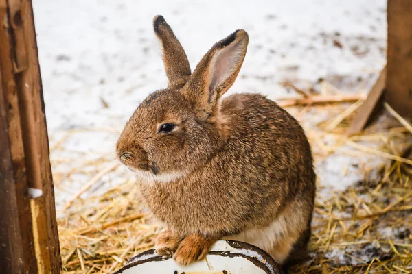 Selective Focus Photo Brown Rabbit Snow — 图库照片