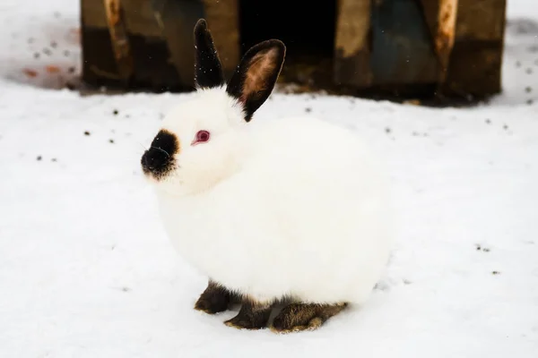 Photo Mise Point Sélective Lapin Blanc Dans Neige — Photo