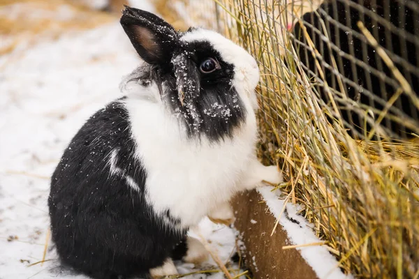 Photo Mise Point Sélective Lapin Dans Neige — Photo