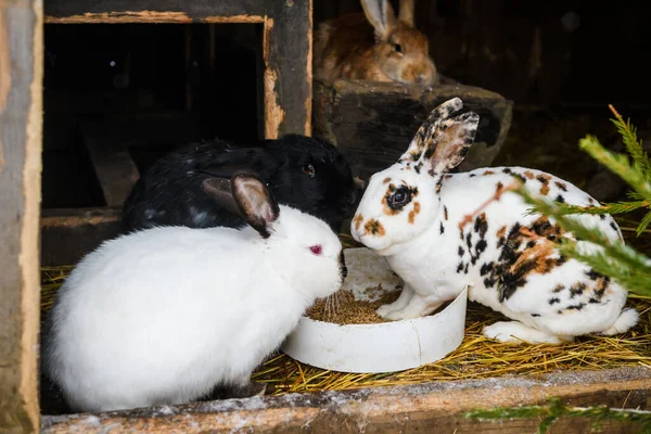 Photo Mise Point Sélective Les Lapins Mangent Des Aliments — Photo