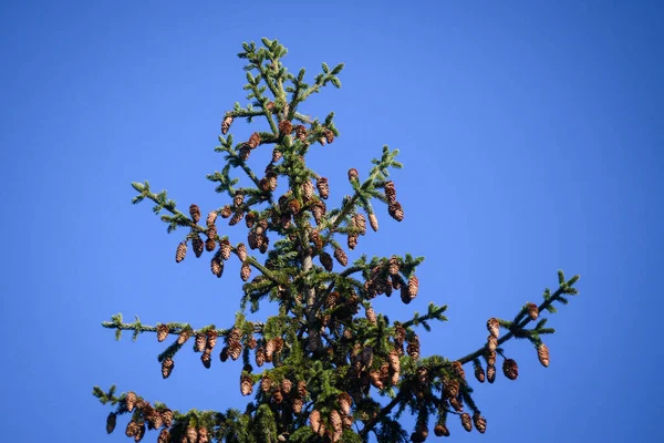 Selective Focus Photo Cones Spruce Tree — Stock Photo, Image