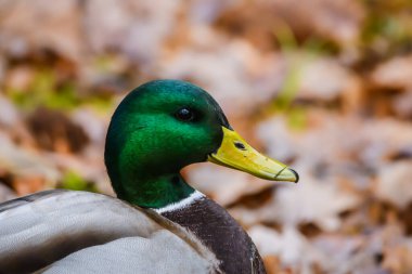 Seçici odak fotoğrafı. Mallard ördeği.