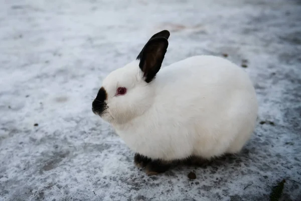 Selektive Fokussierung Foto Weißes Kaninchen Schnee — Stockfoto