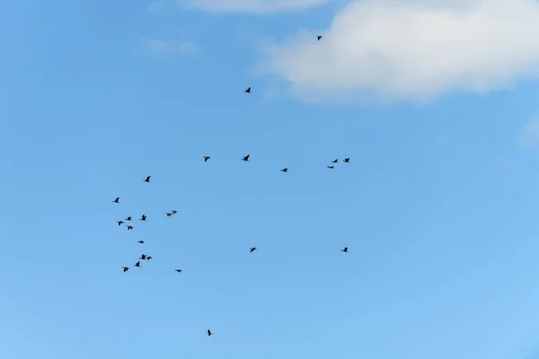 Selektiv Fokusbild Flock Stora Skarvfåglar Flyger Skyn — Stockfoto