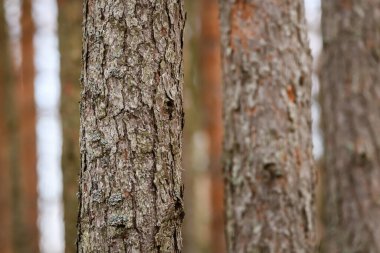 Seçici odak fotoğrafı. Ormanda çam ağacı gövdeleri.