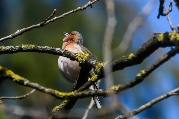 Foto Enfoque Selectivo Pájaro Pinzón Común Coelebs Fringilla Primavera Europa — Foto de Stock