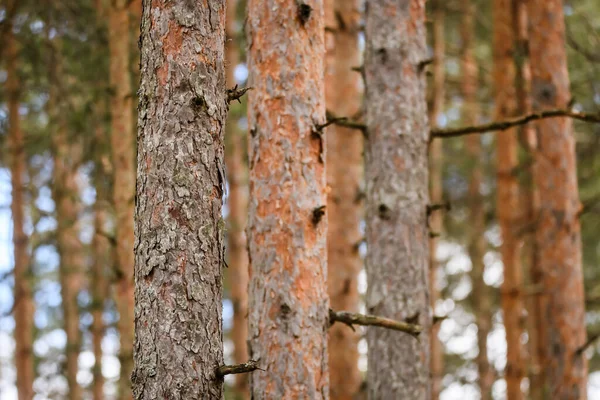 Seçici Odak Fotoğrafı Ormanda Çam Ağacı Gövdeleri — Stok fotoğraf