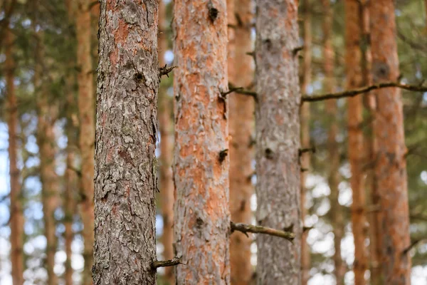Seçici Odak Fotoğrafı Ormanda Çam Ağacı Gövdeleri — Stok fotoğraf