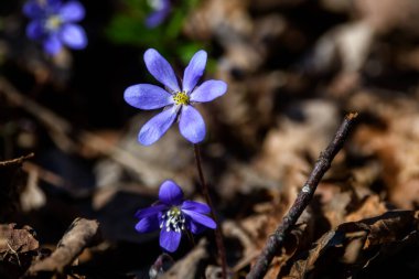Seçici odak fotoğrafı. Ormanda Anemone hepatika çiçekleri.