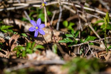 Seçici odak fotoğrafı. Ormanda Anemone hepatika çiçekleri.