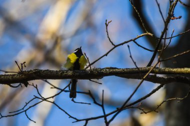 Selective focus photo. Great tit bird on tree. Parus major.