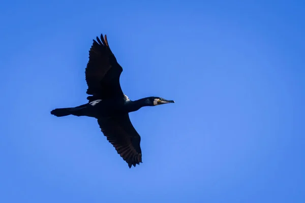 Photo Mise Point Sélective Grand Oiseau Cormoran Phalacrocorax Carbo — Photo