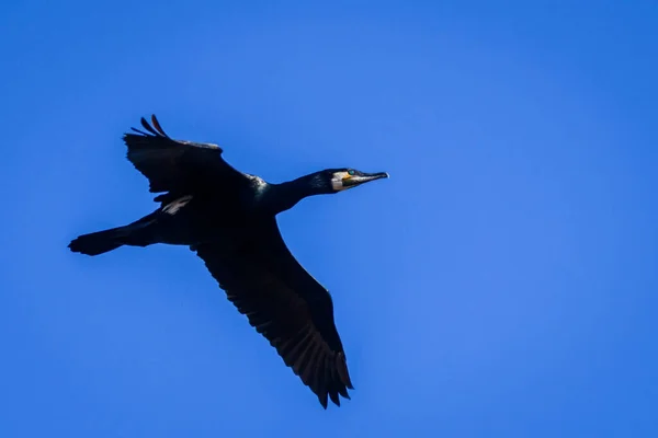 Photo Mise Point Sélective Grand Oiseau Cormoran Phalacrocorax Carbo — Photo