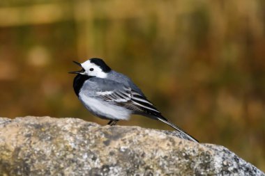 Seçici odak fotoğrafı. Beyaz kuyruklu kuş. Motacilla alba.