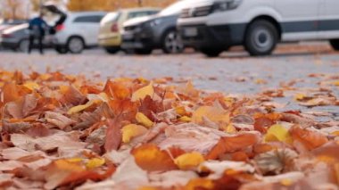 Sonbaharda düşen portakal yaprakları yerleşim yerlerinde sokakta yatar..