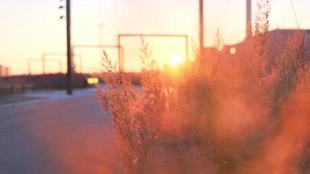 現代のランドスケープデザイン 日没の都市公園 この地域のための伝統的な草を持つ花壇 フィンランドのヘルシンキ — ストック動画