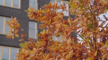 Ön planda sonbahar sarı ağacı. Modern İskandinav mimarisi. Konut binasının kahverengi tuğlaları. Helsinki, Finlandiya 'nın Kalasatama mahallesi.