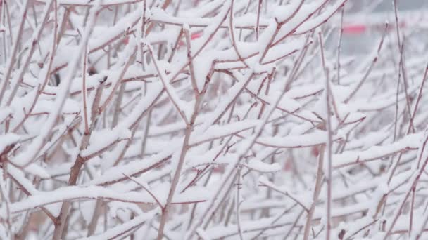 Schneebedeckter Hagebuttenstrauch mit roten Beeren — Stockvideo