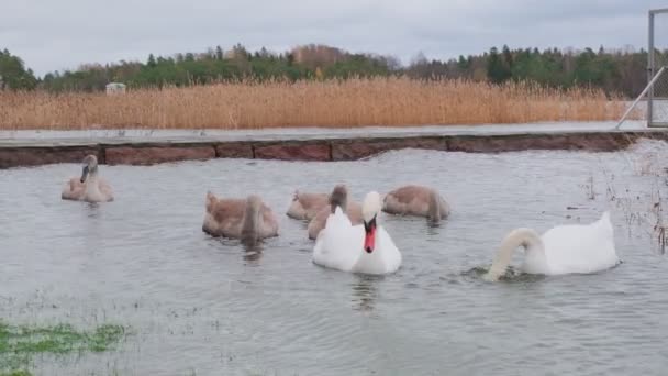 Pár labutí s 5 dospělými kuřaty hledajícími potravu — Stock video