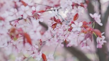 Doğu Helsinki 'deki Roihuvuori Kiraz Parkı