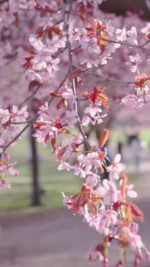 Doğu Helsinki 'deki Roihuvuori Kiraz Parkı