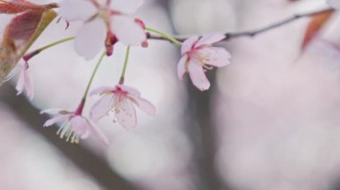Doğu Helsinki 'deki Roihuvuori Kiraz Parkı